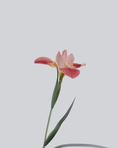 Pink Iris Flower Isolated on White Background