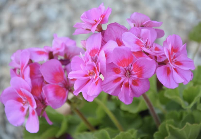 Pink geranium flowers with red centers and green leaves against a soft-focus pebble background in a macro shot.