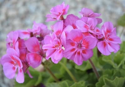 Vibrant Pink Geranium Petals Mobile Phone Wallpaper