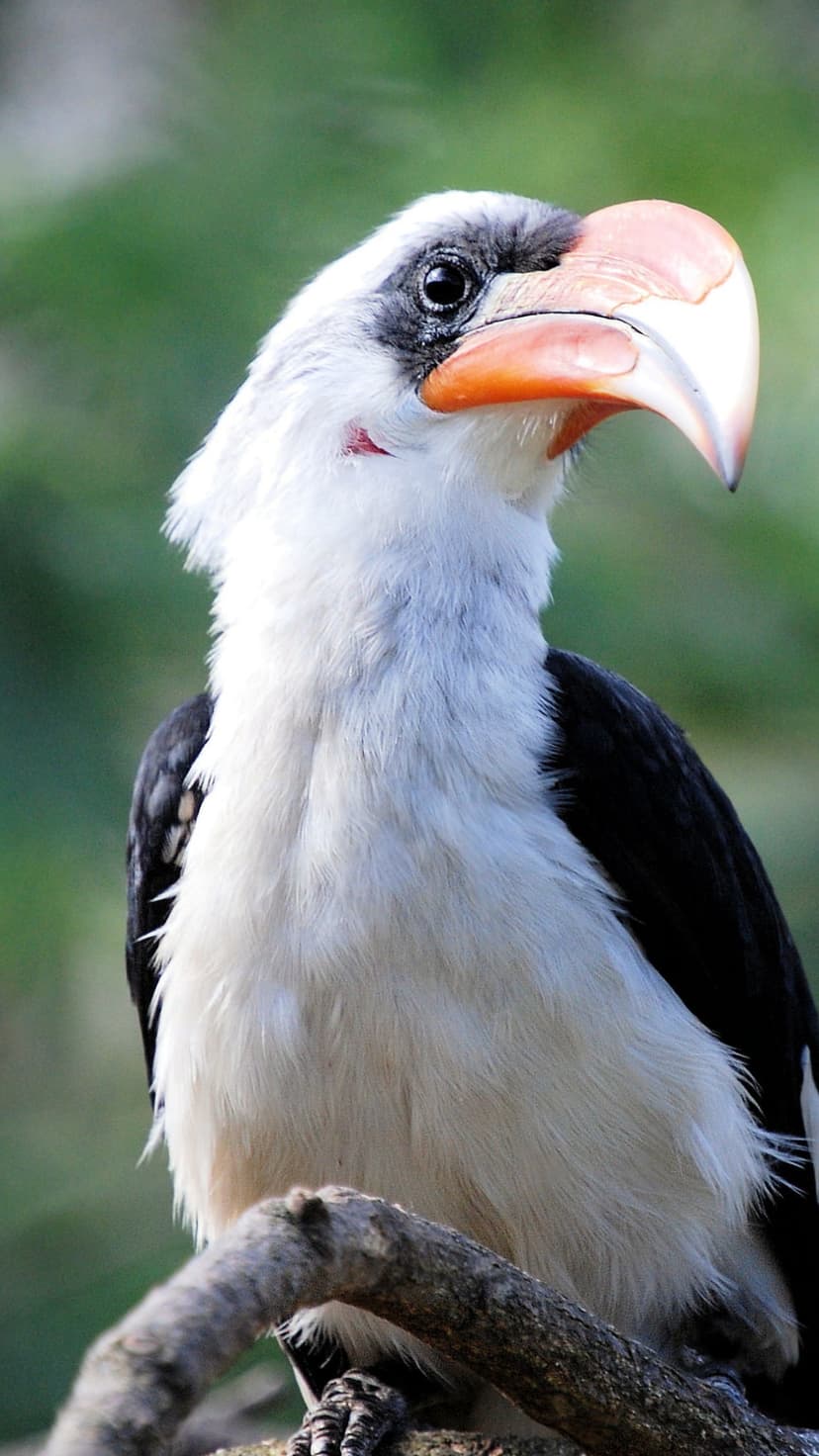 White-crested Hornbill with a fluffy crest and orange beak perches on a branch against a green background.