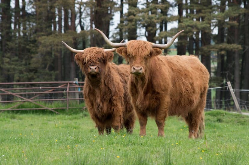 Highland cows with long ginger fur and curved horns stand in a green field with a rustic fence and blurred trees.