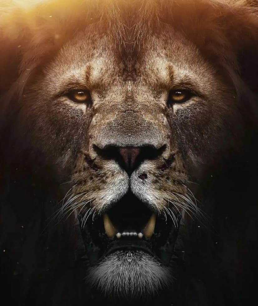 Lion roaring with mouth wide open showing sharp teeth and intense golden eyes against a shaded background.