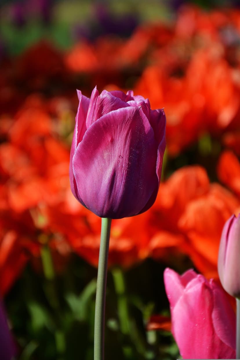 Purple tulip with water droplets in focus against a blurred field of orange and red flowers in sunlight.