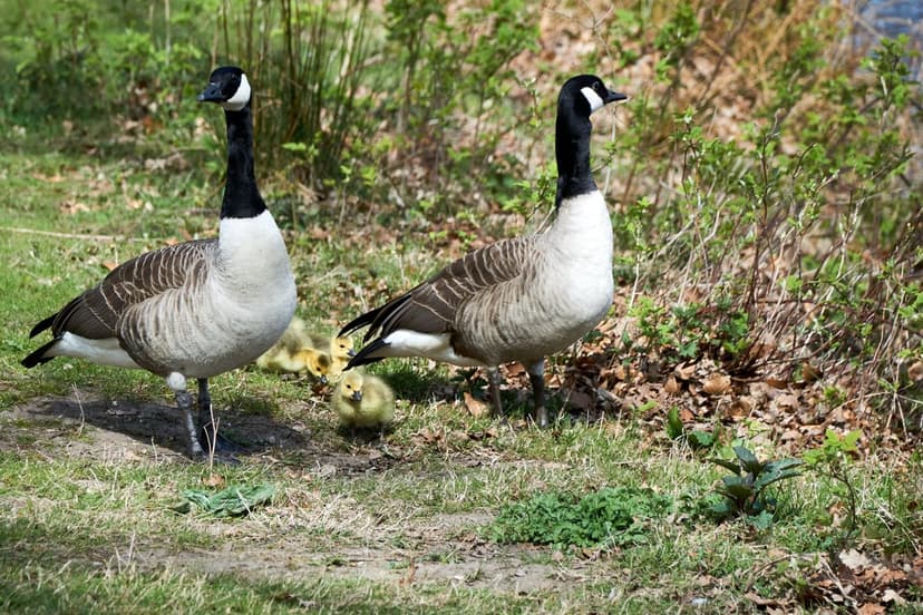 Canada goose pair and yellow goslings graze on a grassy bank near water in a sharp wildlife photograph.