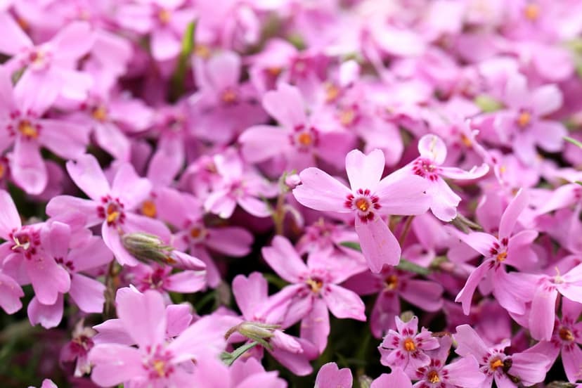 Pink phlox flowers with five petals and dark centers create a dense floral carpet with a soft-focus background.