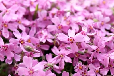 Close-up of a carpet of delicate pink phlox flowers