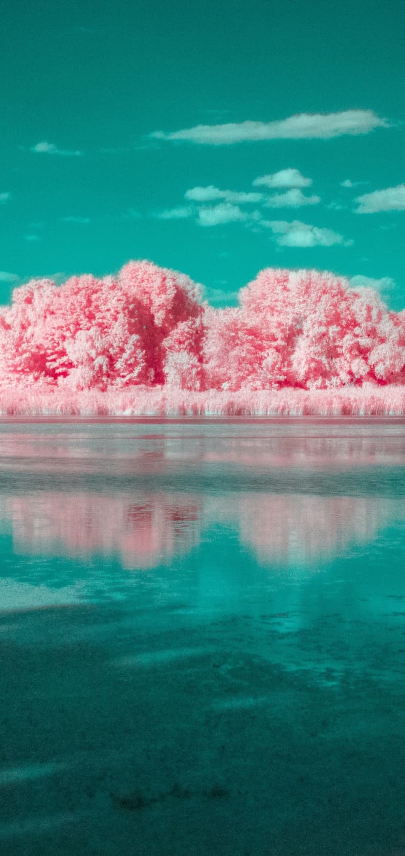 Pink infrared trees and foliage line a calm teal lake under a wispy sky with vivid reflections in the water.