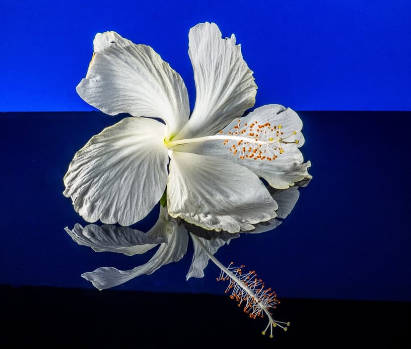 White hibiscus flower with a long stamen reflects on a gradient blue and black glossy surface in studio light.