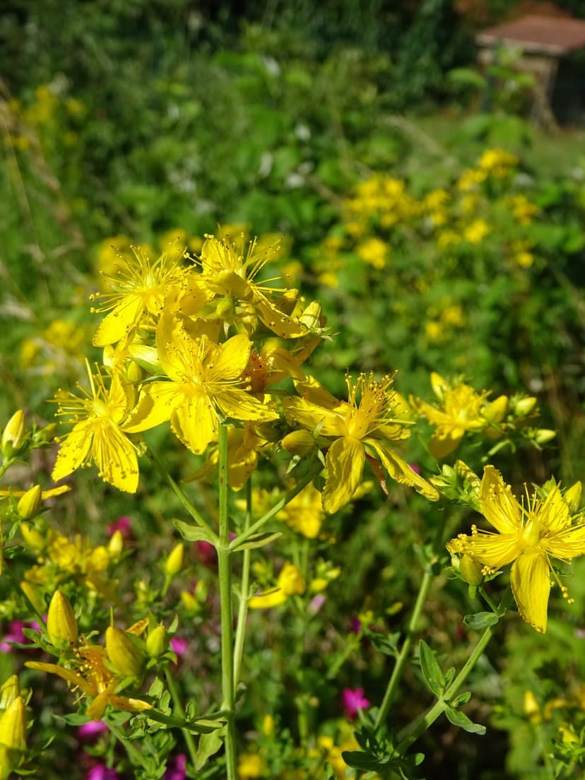 Yellow St. John's Wort flowers with long stamens bloom against a blurry green background in bright summer sunlight.