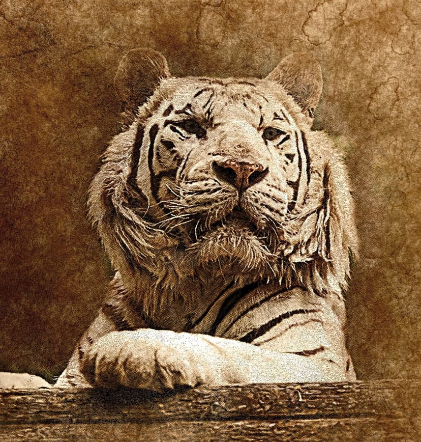 White tiger with an intense gaze and detailed fur textures shown in a warm, monochromatic sepia portrait.