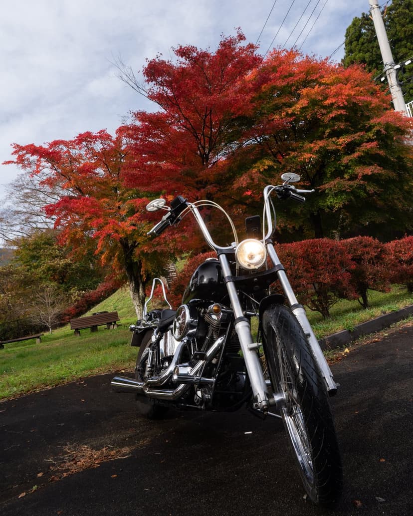 Harley Davidson cruiser parked on a stone path under a canopy of fiery red and orange autumn maple leaves.