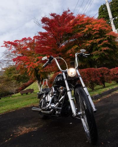 Classic Harley Motorcycle Autumn Path Phone Background