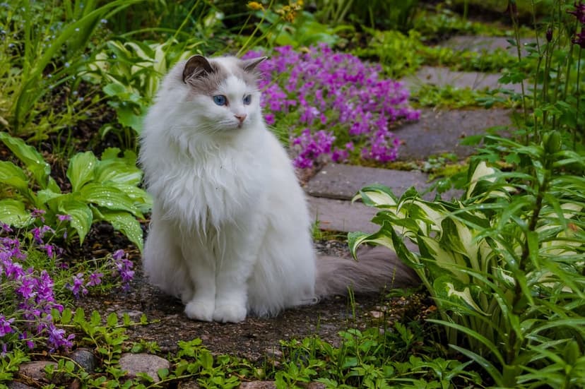 Ragdoll cat with blue eyes sitting on a garden path near purple flowers and large green hosta leaves.