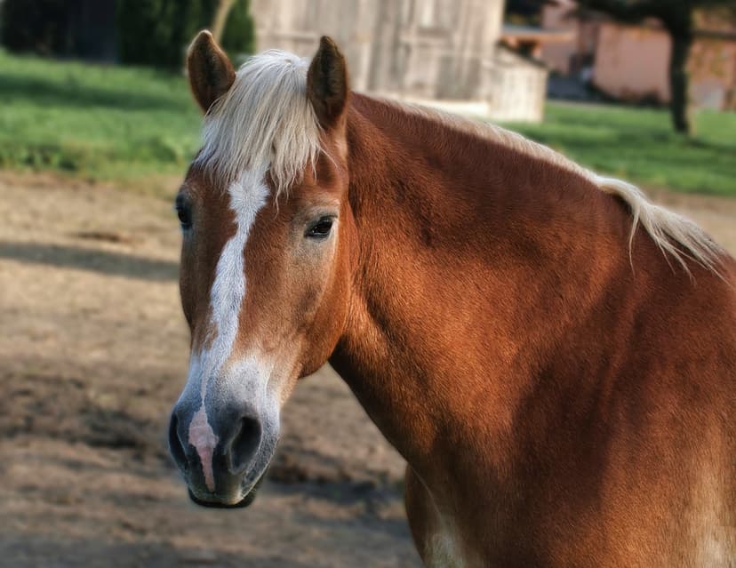 Chestnut horse with a white facial blaze and creamy mane features a soft-focus green background in sharp detail.