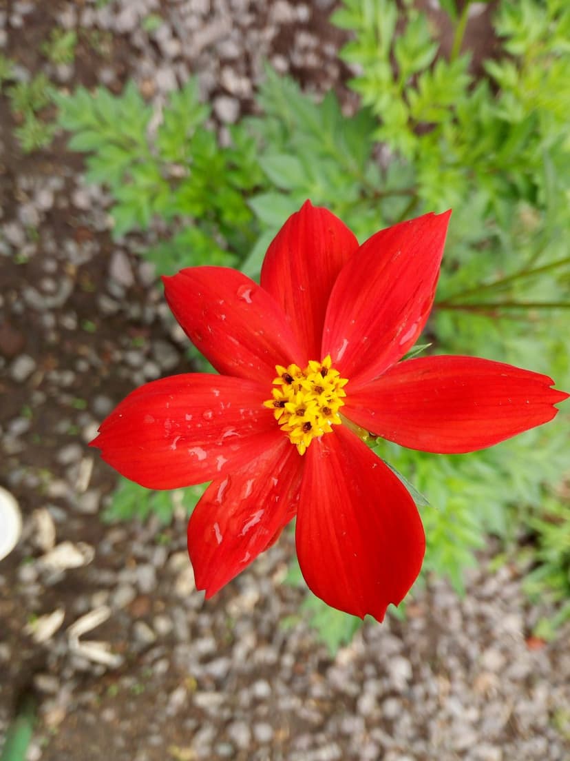 Red cosmos flower with dew-covered petals and a yellow center set against a soft green and grey background.