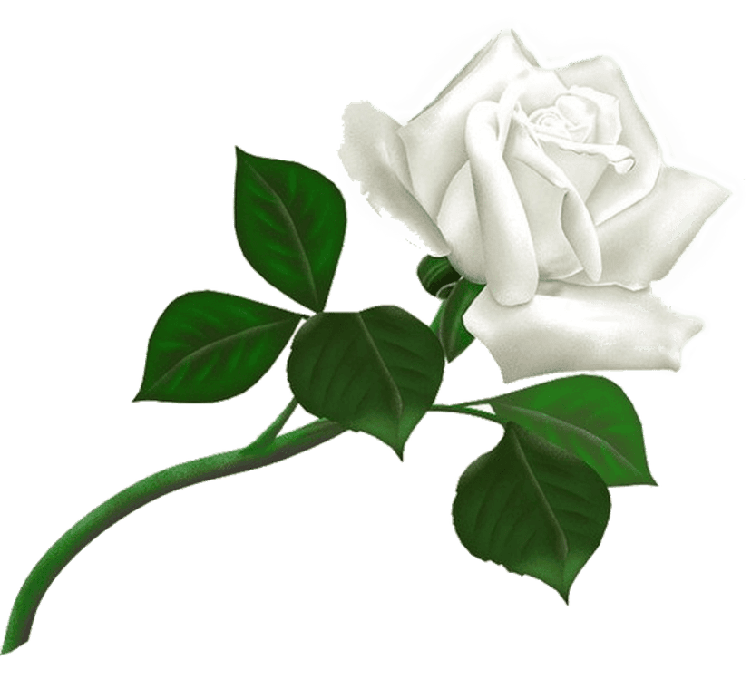 Single white rose flower with a long green stem and leaves isolated on a transparent background for design.