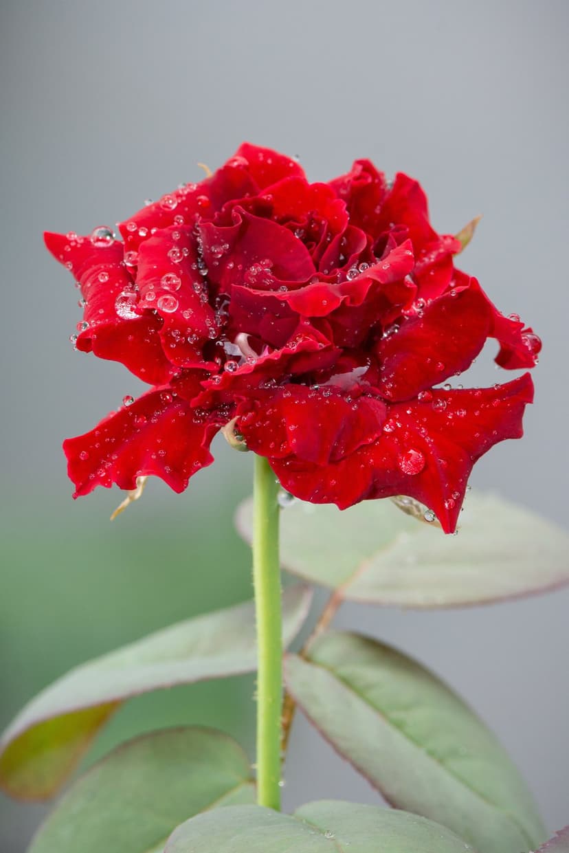 Red rose petals covered in clear water droplets against a blurred green background in a detailed close-up view.