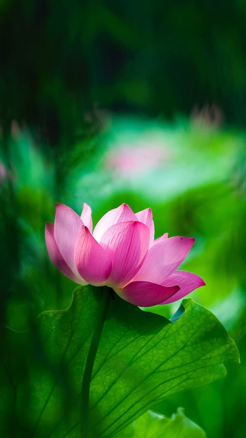 Pink lotus flower with delicate petals rests on a large green leaf against a blurred forest background.