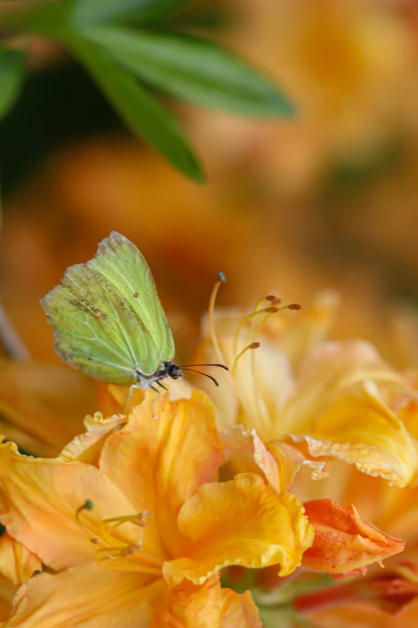 Green butterfly with patterned wings sits on a bright orange lily flower against a soft green blurred background.