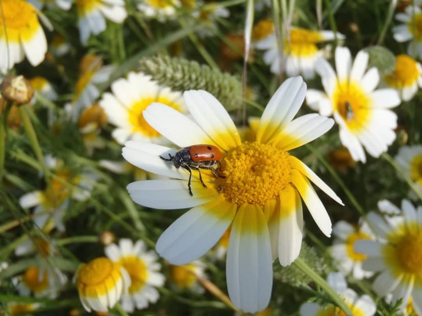 Red beetle with black spots sits on white daisy petals, featuring a bright yellow center and green background.