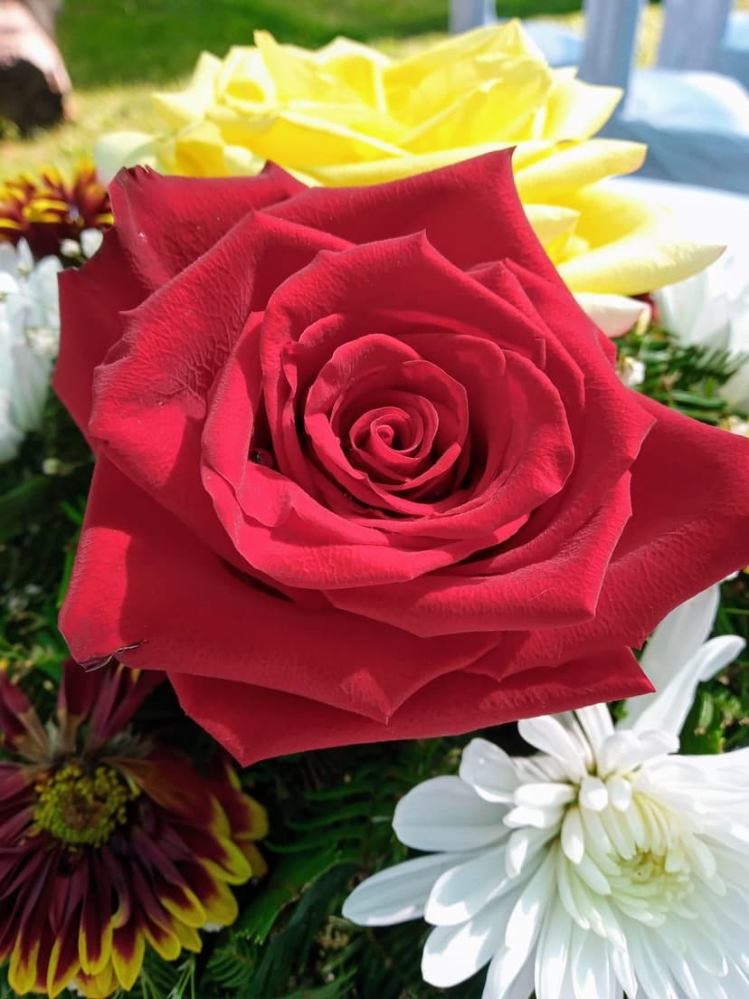 Red rose with spiraling petals nestled among white chrysanthemums and yellow blooms in a tight macro shot.