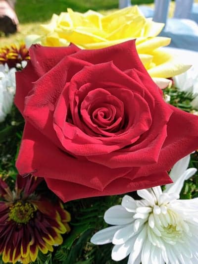Vibrant Red Rose Bouquet with Yellow and White Flowers