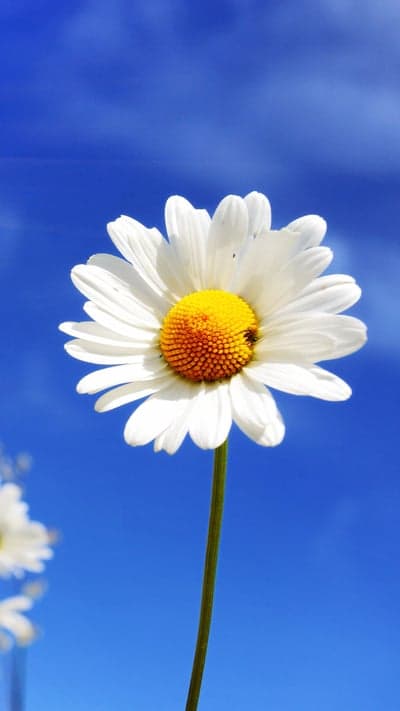 Daisy Against Azure - Simple Beauty