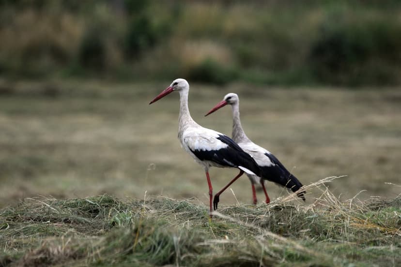 Two white storks with red beaks and black wing feathers walk together through a dry, blurred grassy meadow.