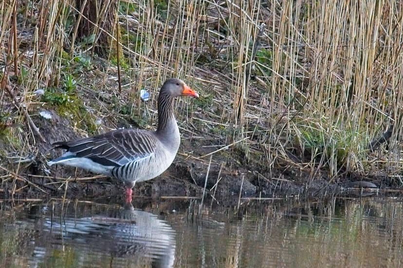 Greylag Goose with an orange beak stands in shallow pond water surrounded by tall, dry reeds and green grass.