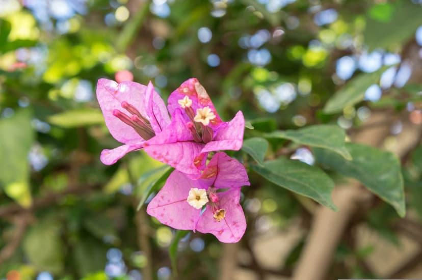 Pink bougainvillea flowers with white centers bloom against a blurred green leaf background in bright sunlight.