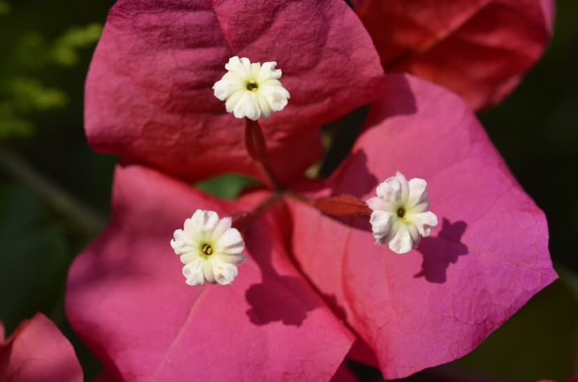 Pink bougainvillea bracts surround tiny white flowers with yellow centers under bright natural sunlight.