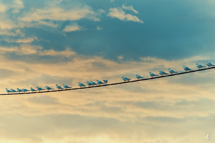 Seagulls stand in a row on a thin wire, silhouetted against an orange and blue sunset sky with scattered clouds.