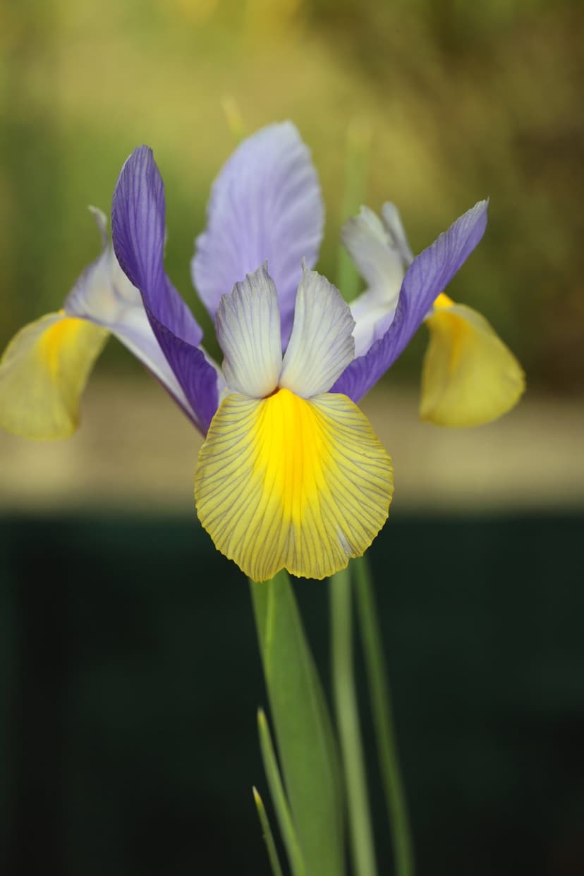 Yellow and purple iris flower with intricate petal patterns against a soft, blurred garden background.