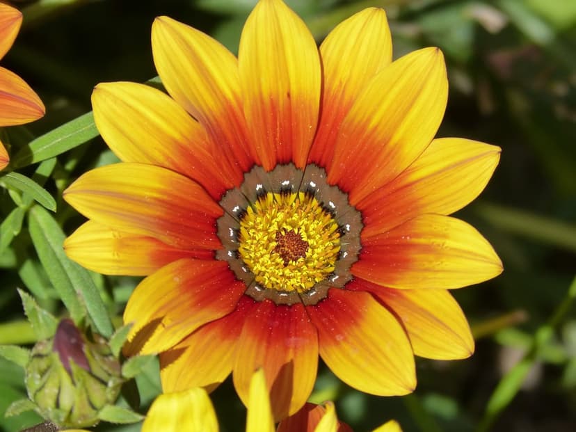 Gazania flower with yellow and orange petals showcases a brown textured center against blurred green leaves.