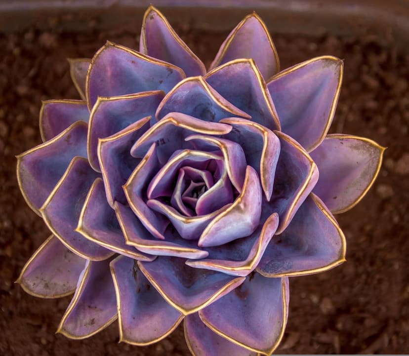 Purple Echeveria succulent with golden leaf edges spirals over dark soil in a macro botanical close-up.