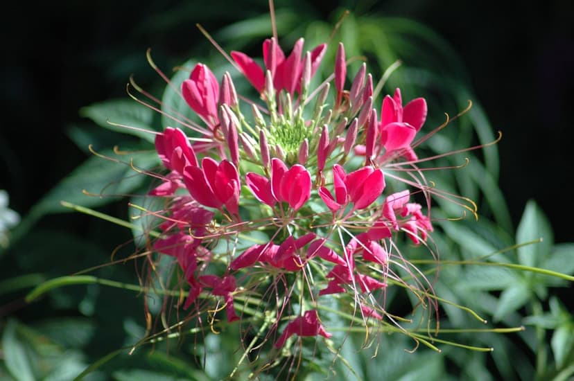 Pink spider flower with long stamens and spiky petals against a blurred green leafy background in a close-up shot.