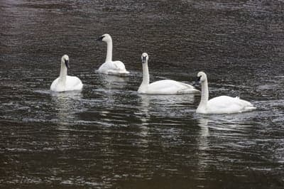 Elegant White Swans on Serene Dark Water Phone Background