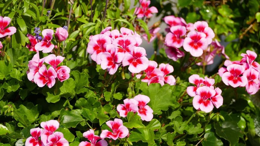 Pink and red geranium flowers bloom amidst green leaves with sunlight illuminating the delicate petal textures.