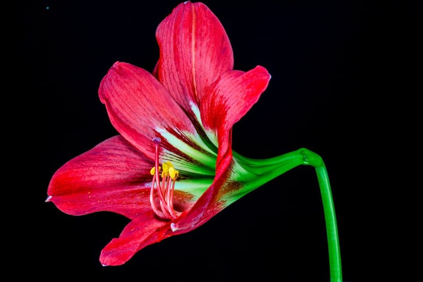 Crimson Amaryllis flower with yellow stamens and a green stem positioned against a deep black background.