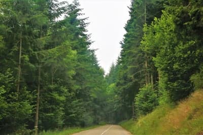 Scenic Forest Road Winding Through Tall Evergreen Trees