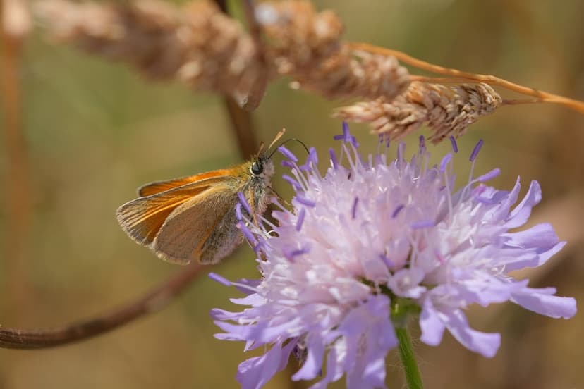Orange skipper butterfly perches on a purple wildflower with slender petals and a soft-focus meadow background.