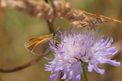 Vibrant Orange Butterfly on Purple Bloom Mobile Wallpaper