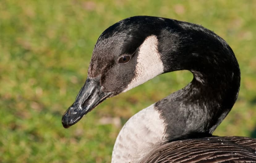 Canada Goose head and curved neck with a white patch and open beak against a blurred green park background.