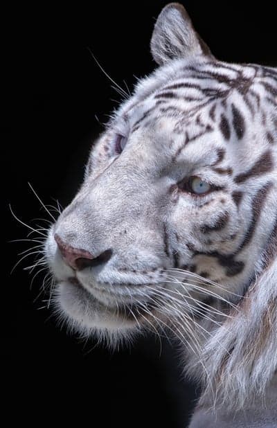 Majestic White Tiger Portrait with Blue Eyes