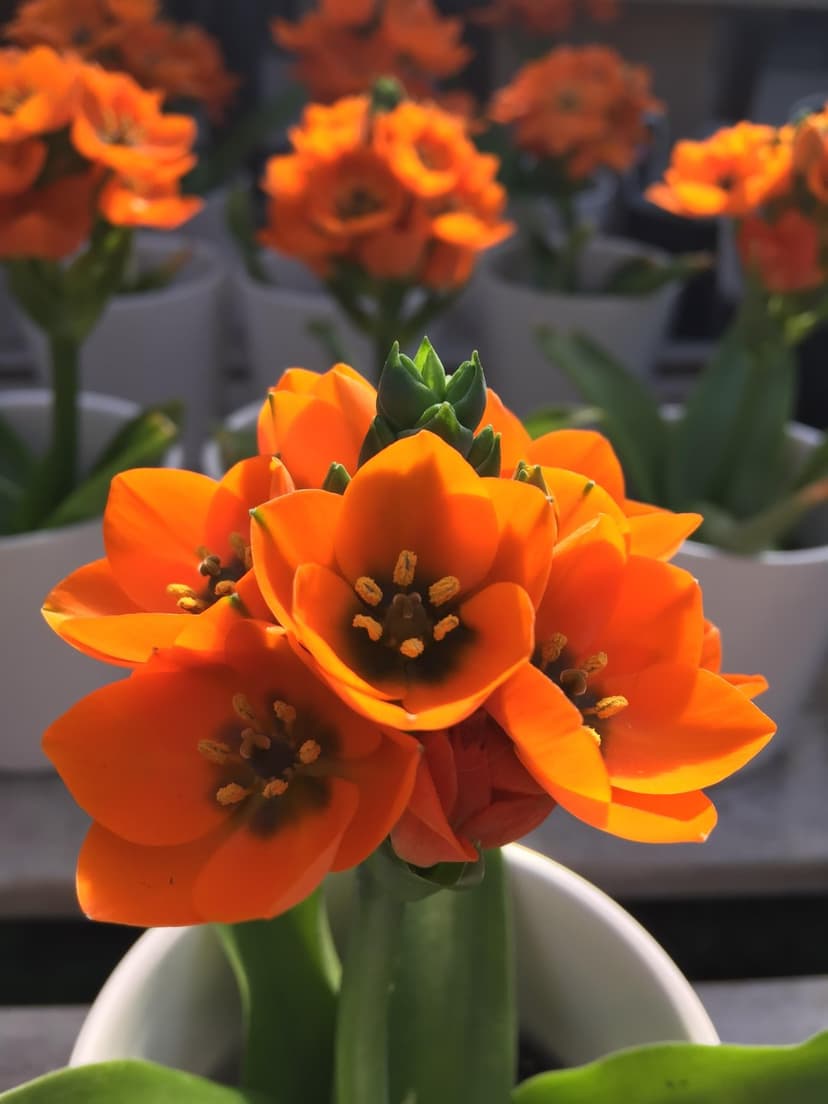 Orange Star-of-Bethlehem flowers with dark centers and yellow stamens bloom in white pots against a soft bokeh.