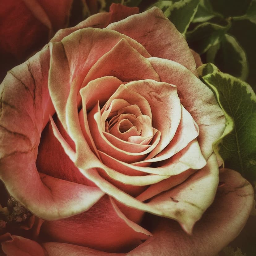Pink rose petals show delicate textures and soft edges against a blurred green leaf background in warm light.