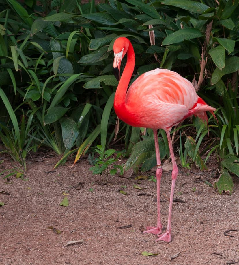 Pink flamingo stands on one leg against a backdrop of dense green jungle leaves on a bright sunny day.