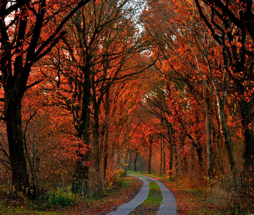 Winding asphalt road curves through a dense forest of fiery orange and red trees during a vibrant autumn day.