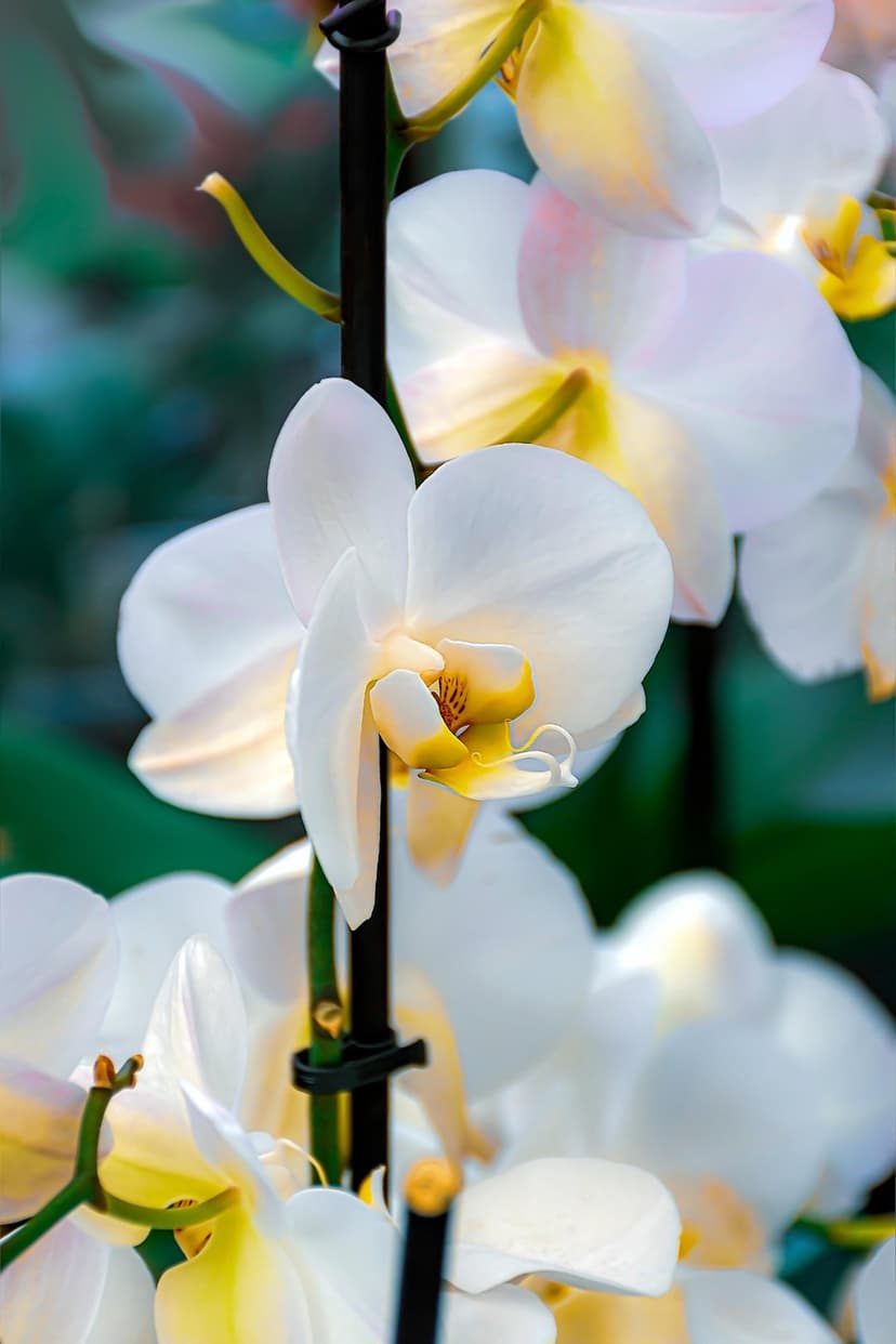 White orchid flower with a bright yellow center sits against a blurred green background in a soft macro shot.