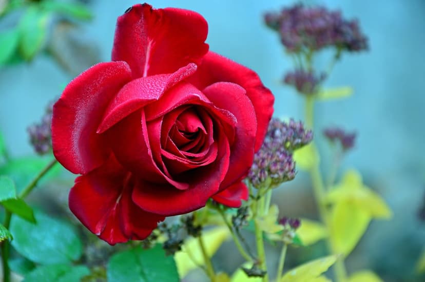 Red rose blossom with dew drops on petals in front of blurred purple flowers and yellow leaves in a garden.